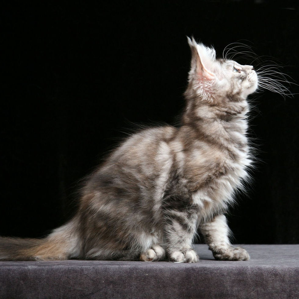 Thumbnail: 1126 Delika (R) Maine Coon female kitten