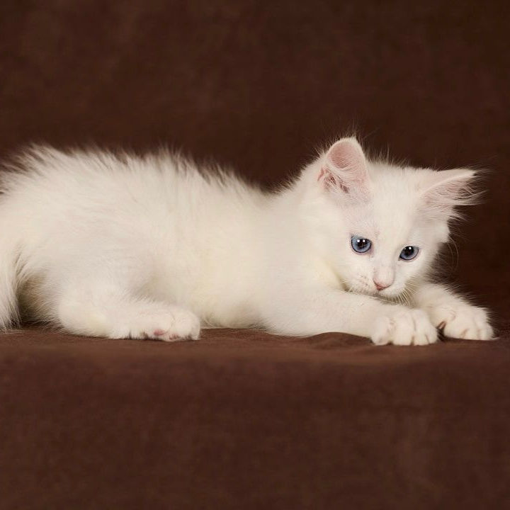 Thumbnail: 129 Pamir (R) Siberian male kitten