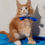 Thumbnail: 1269 Elf Polydactyl 7/7/4/4 (BL) Maine Coon male kitten