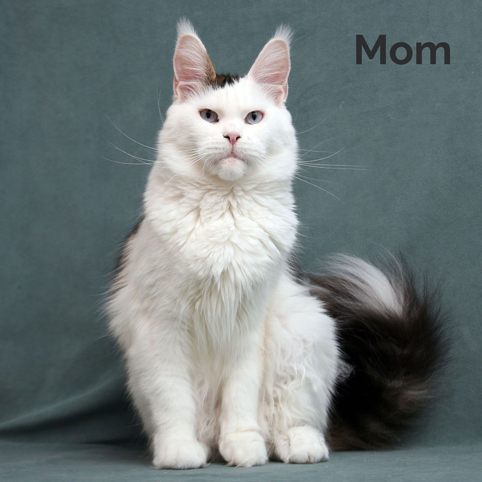 Thumbnail: 1256 Lilia (R) Maine Coon female kitten