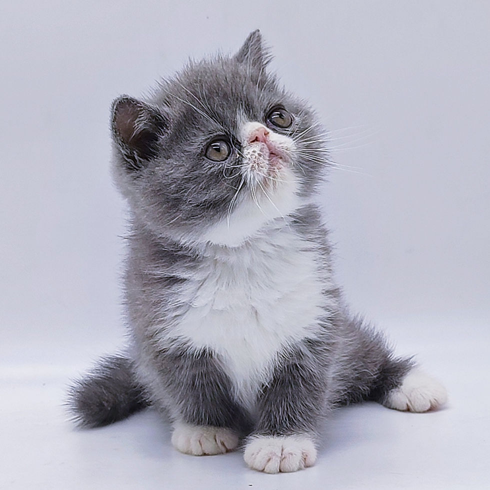 Thumbnail: 112 Alex (R) Exotic shorthair male kitten