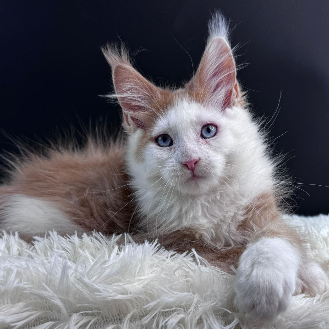 581 Odissey (R) Maine Coon male kitten