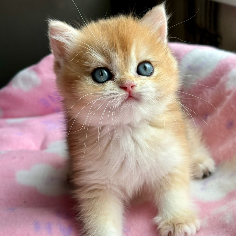 Thumbnail: 660 Louis (U) British shorthair male kitten