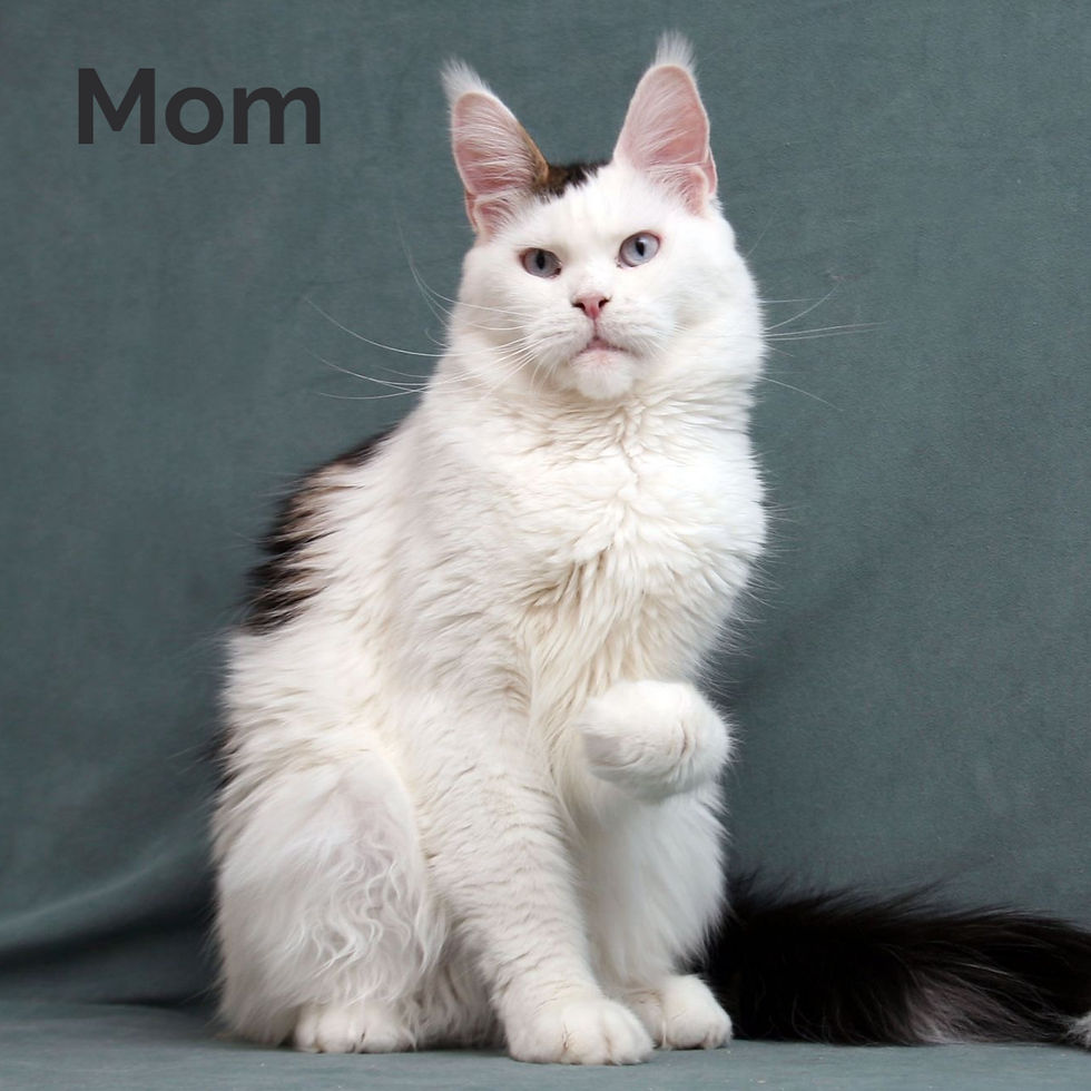 Thumbnail: 609 Ural (R) Maine Coon male kitten
