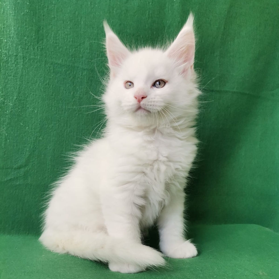 Thumbnail: 535 Keeks (R) Maine Coon male kitten
