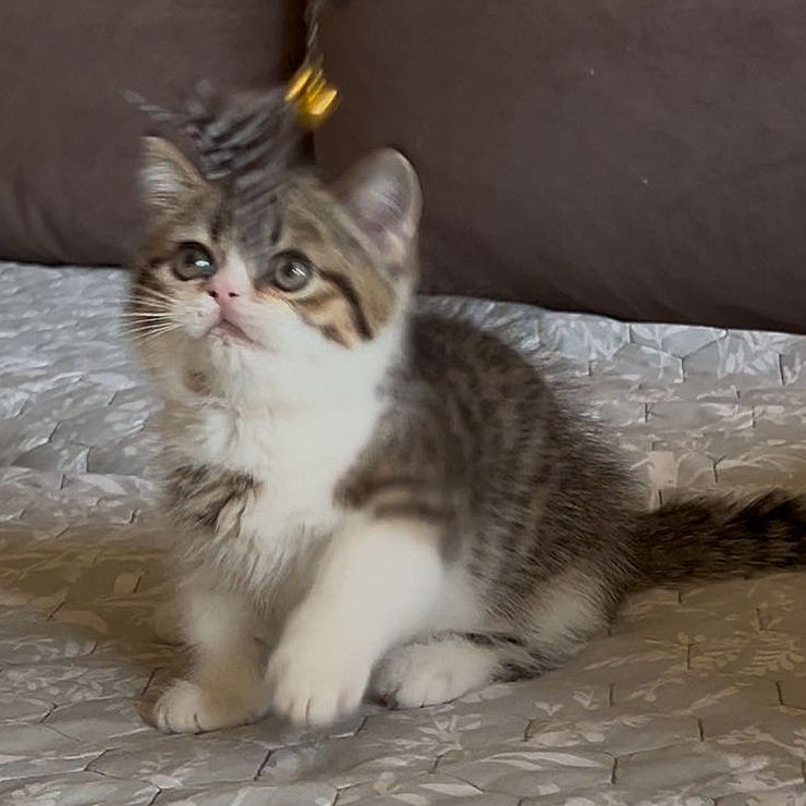 Thumbnail: 147 Tiger (R) Minuet male kitten