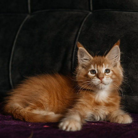 Thumbnail: 1224 Idzhi (R) Maine Coon male kitten
