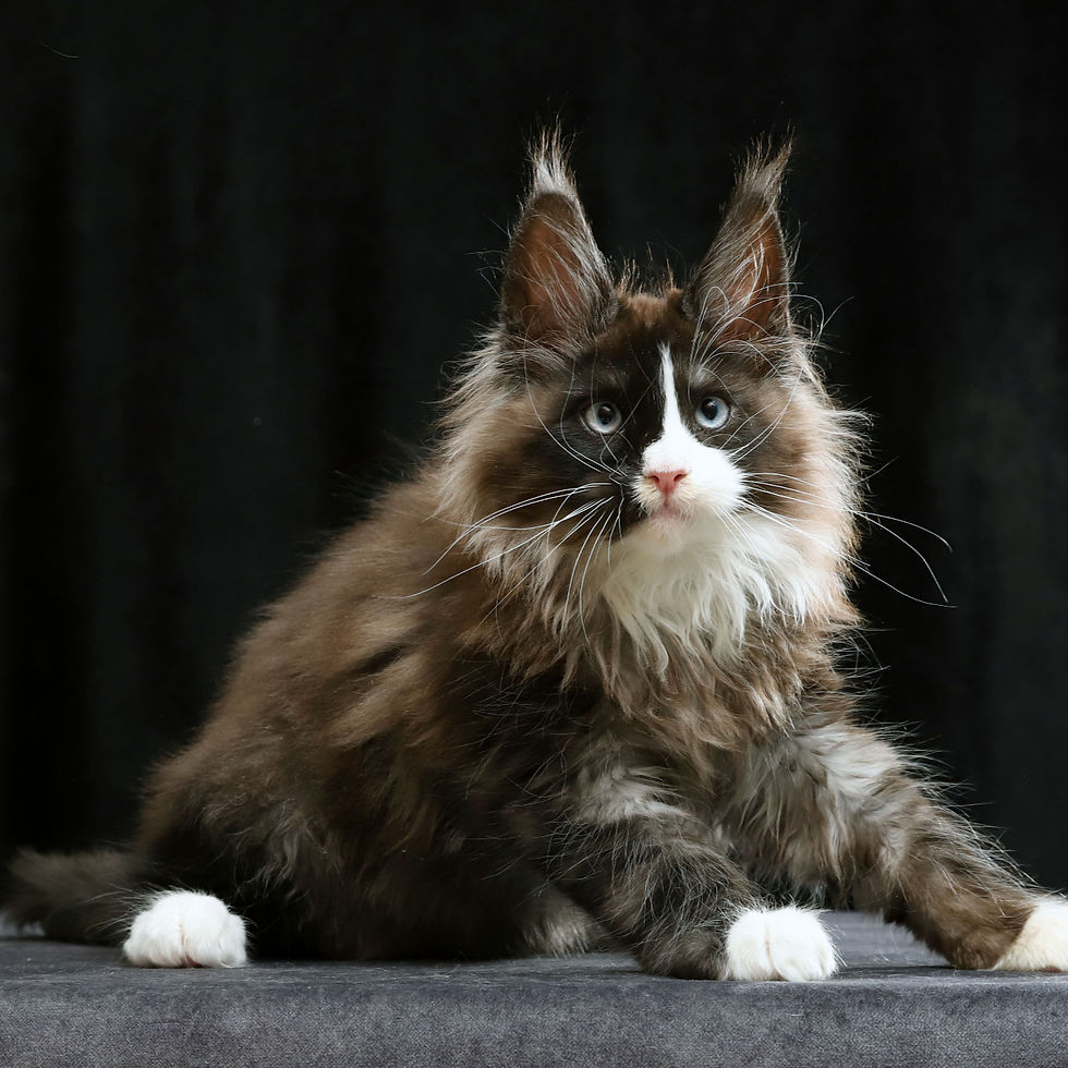 Thumbnail: Maine Coon