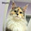 Thumbnail: 1313 Innokentiy (R) Maine Coon male kitten