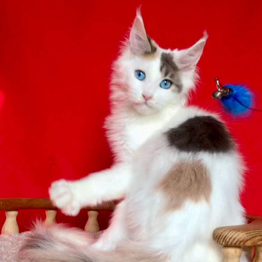 Thumbnail: 389 Dior (R) Maine Coon female kitten
