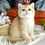 Thumbnail: 109 Goldi (U) British shorthair female kitten