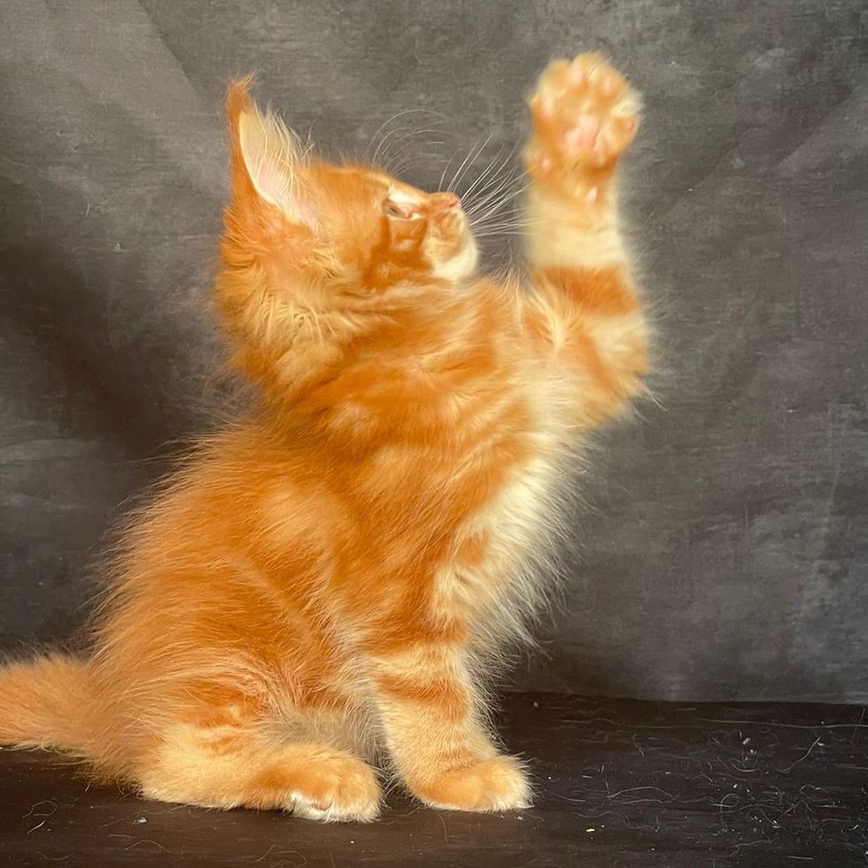 Thumbnail: 1254 Porsche (R) Maine Coon male kitten