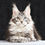 Thumbnail: 309 Jimmie (R) Maine Coon female kitten
