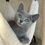 Thumbnail: 040 Roman (ML) purebred Russian blue male kitten