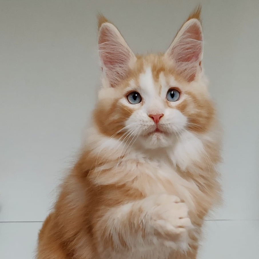Thumbnail: 345 Amir Polydactyl with normal paws (BL) Maine Coon male kitten