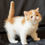 Thumbnail: 123 Elly (R) Exotic shorthair female kitten