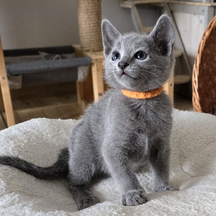 Thumbnail: 345 Yoshi (PL) purebred Russian blue male kitten