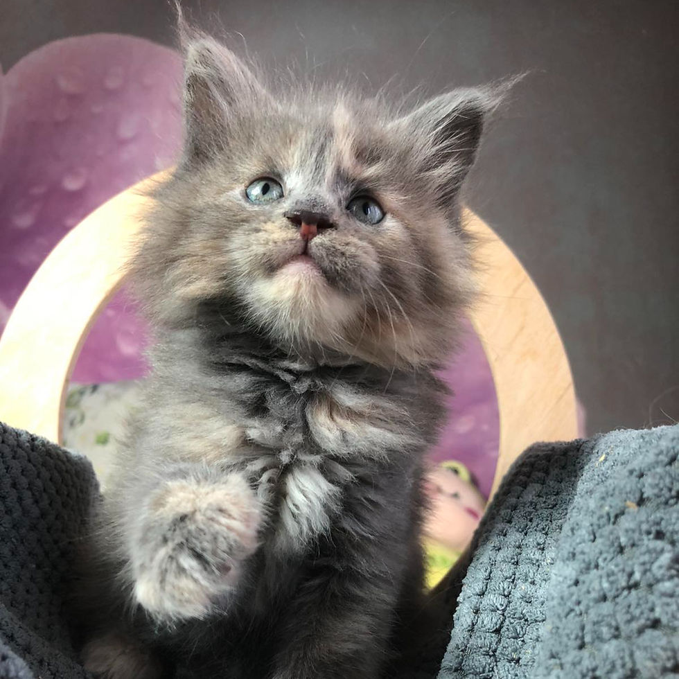 Thumbnail: 120 Qualley (U) Maine Coon female kitten