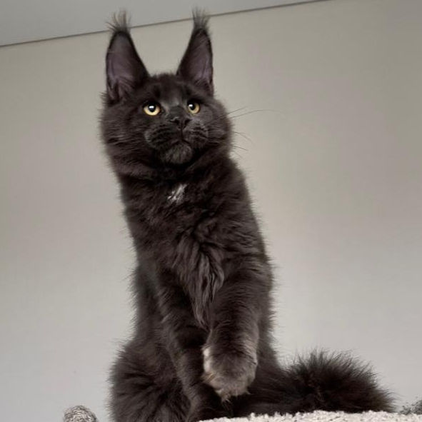 Thumbnail: 1064 Kelvin (R) Maine Coon male kitten