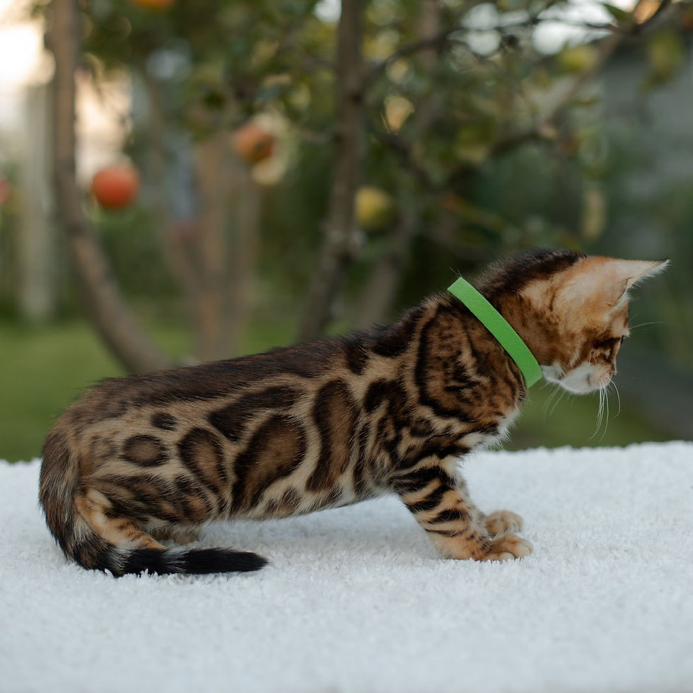 Thumbnail: 418 Chris (U) purebred Bengal male kitten