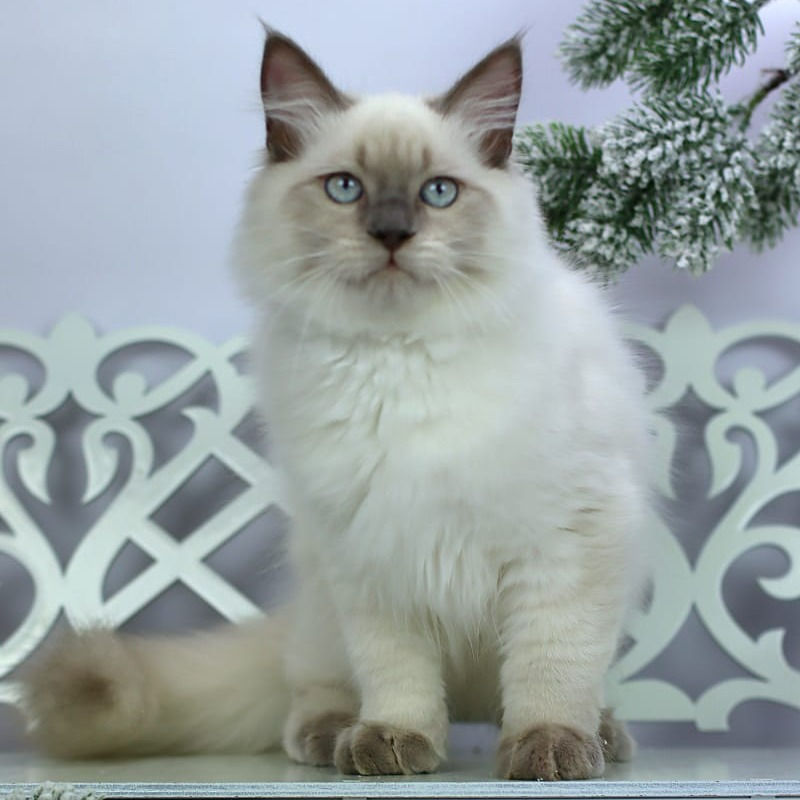 Thumbnail: 064 Glamour (R) Siberian male kitten