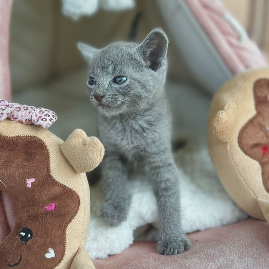 Thumbnail: 357 Helen (PL) purebred Russian blue female kitten