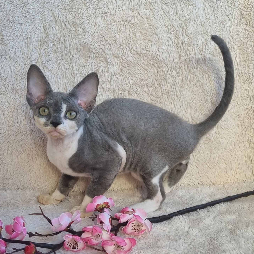 Thumbnail: 732 Nike (U) Devon Rex male kitten