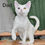 Thumbnail: 241 Dakota (R) Devon Rex female kitten