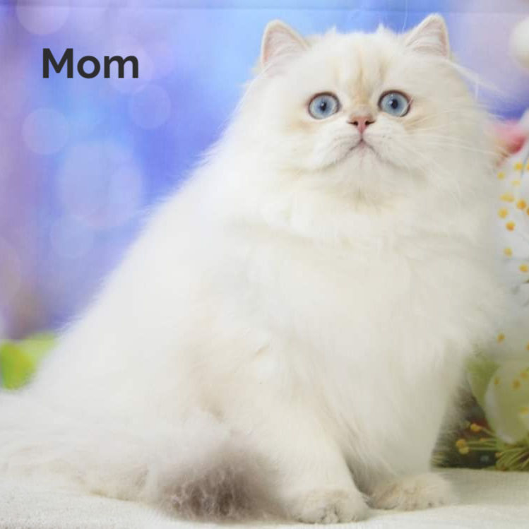 Thumbnail: 230 Oskar (R) British longhair male kitten