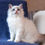 Thumbnail: 484 Uiliam (BL) Ragdoll male kitten
