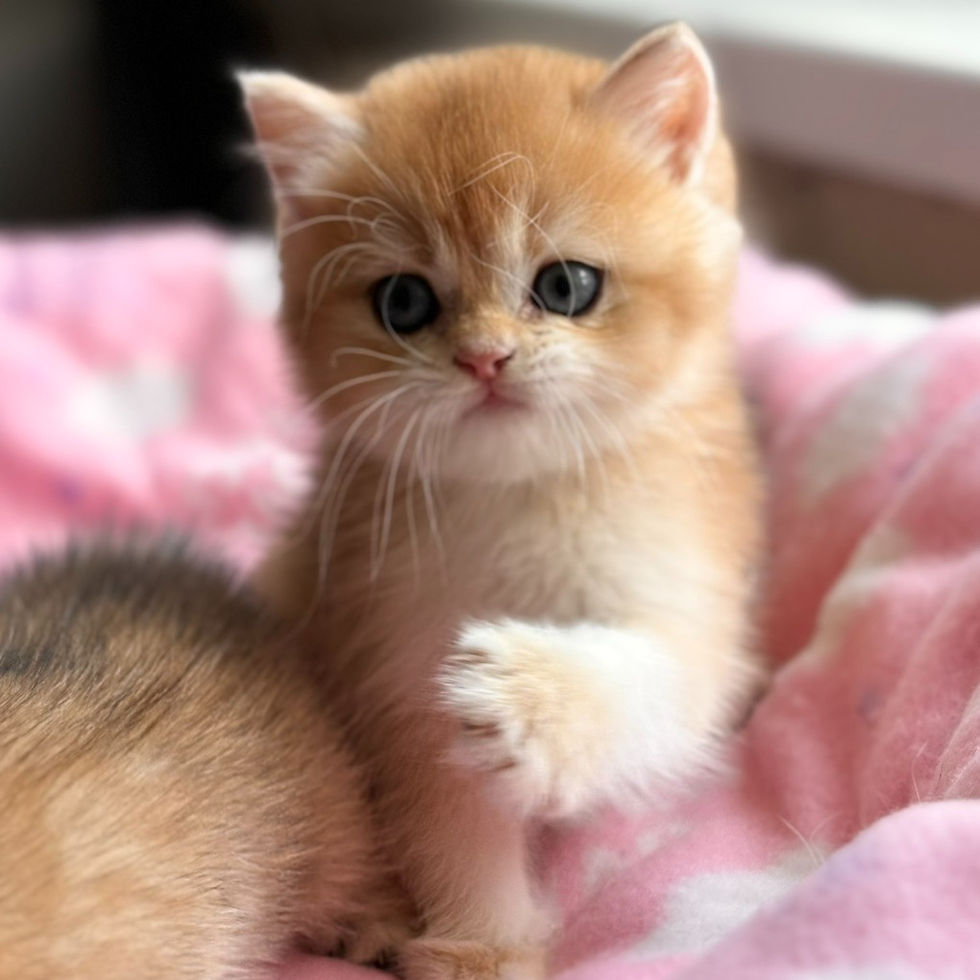Thumbnail: 660 Louis (U) British shorthair male kitten