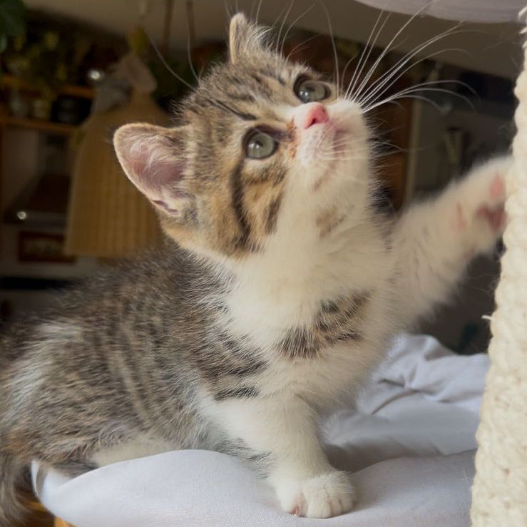 Thumbnail: 147 Tiger (R) Minuet male kitten