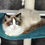 Thumbnail: 128 Yasha (R) Ragdoll male kitten