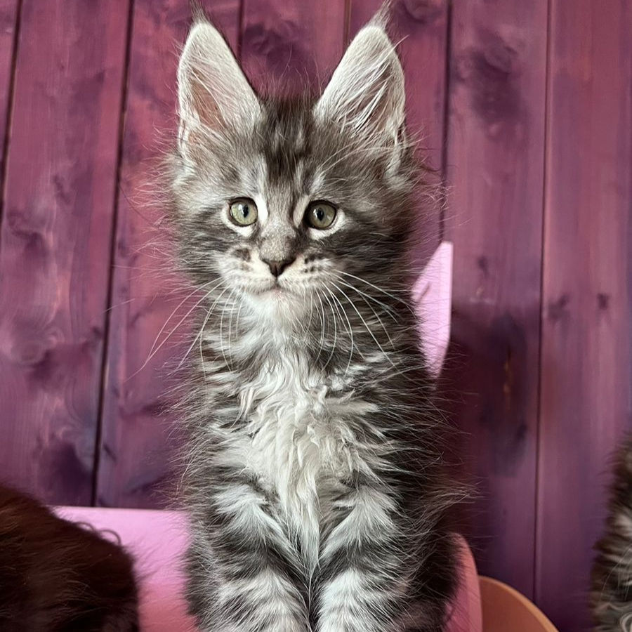 Thumbnail: 733 Dessert (R) Maine Coon male kitten