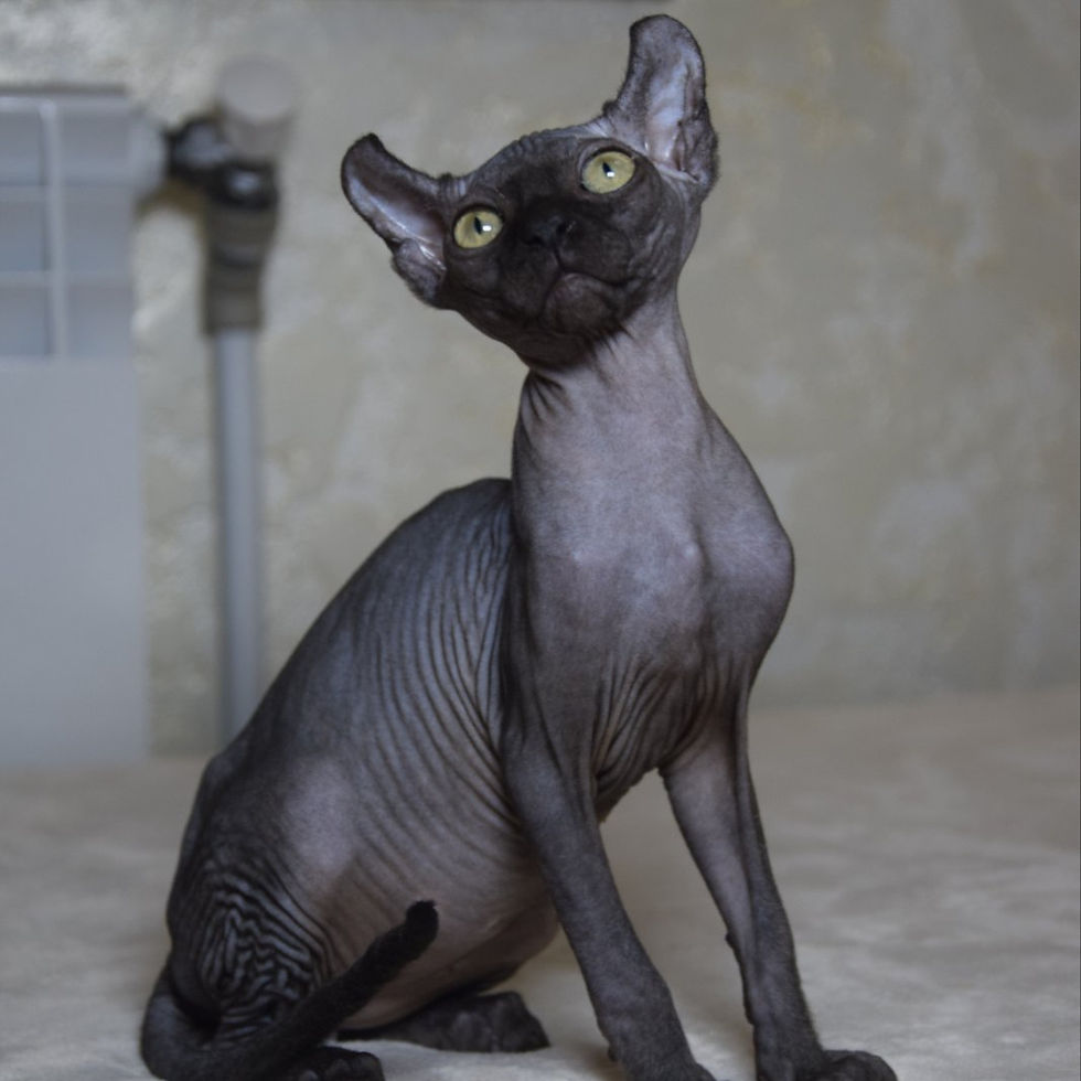 Thumbnail: 233 Bast (BL) Elf female kitten