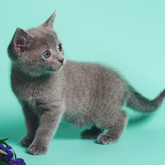 Thumbnail: 199 Garri (BL) purebred Russian blue male kitten