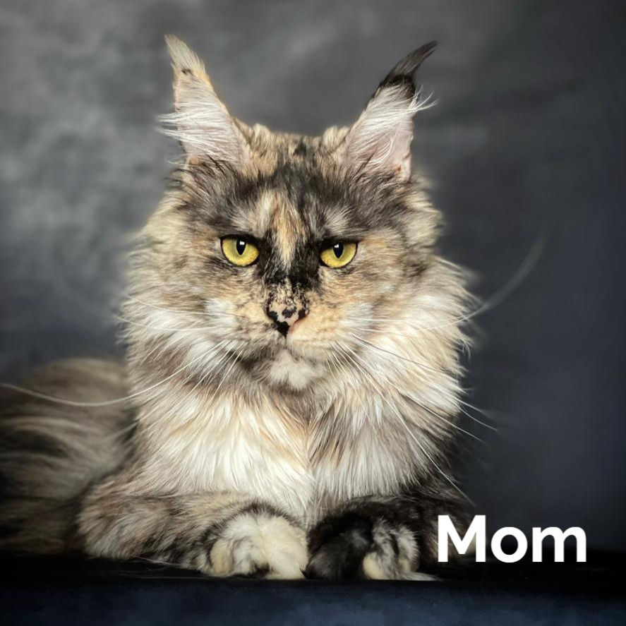 Thumbnail: 1254 Porsche (R) Maine Coon male kitten