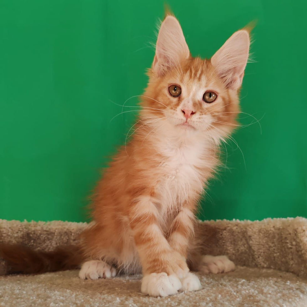 Thumbnail: 318 Coco Chanel Polydactyl 6/6/6/6 (R) Maine Coon female kitten