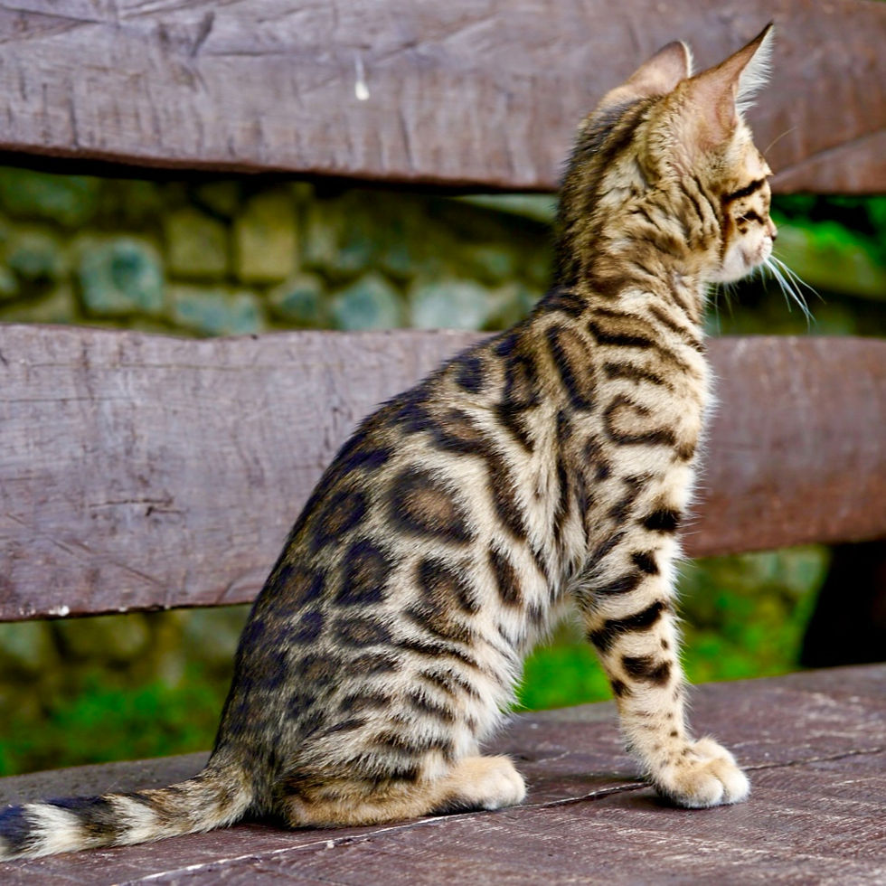 Thumbnail: 237 Caren (U) purebred Bengal female kitten