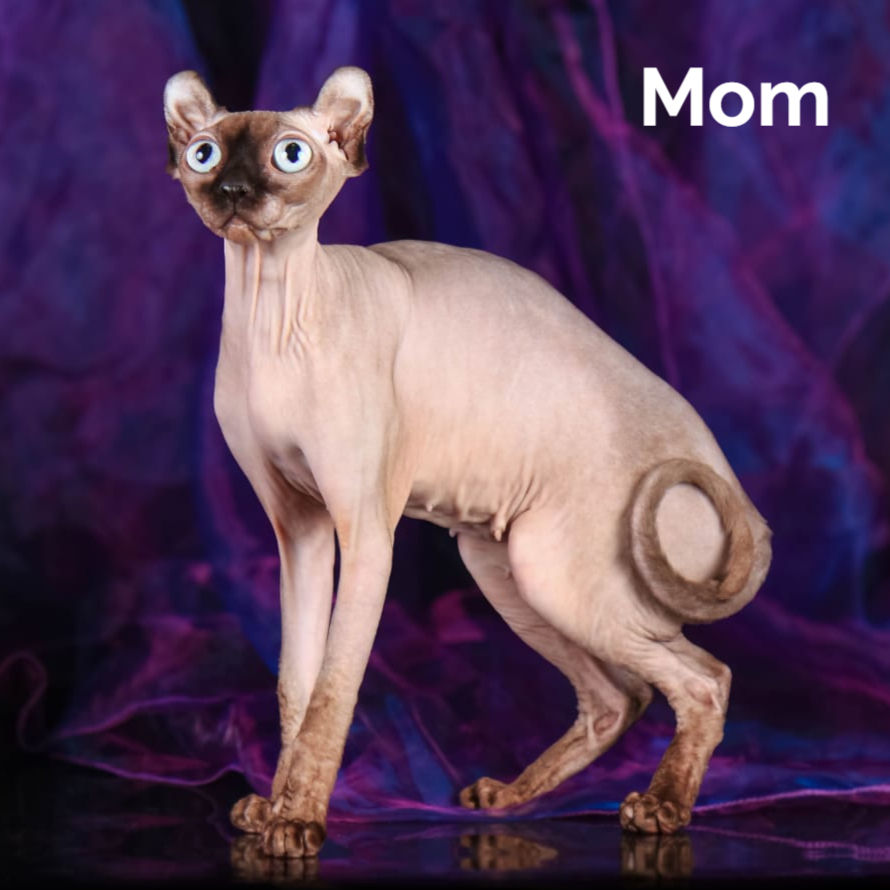 Thumbnail: 680 Daikiri (R) Sphynx male kitten