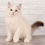 Thumbnail: 118 Richy (R) Ragdoll male kitten