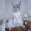 Thumbnail: 482 Mamba (R) Maine Coon female kitten