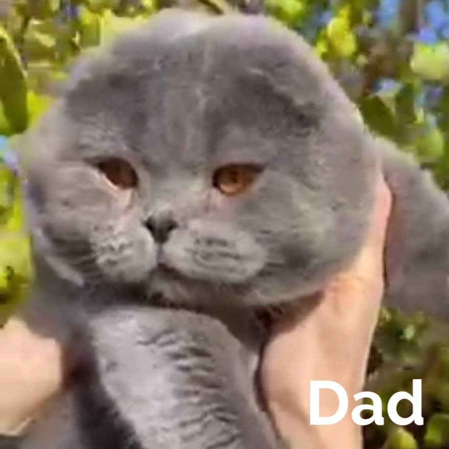 Thumbnail: 318 Indy (U) Scottish Fold shorthair male kitten