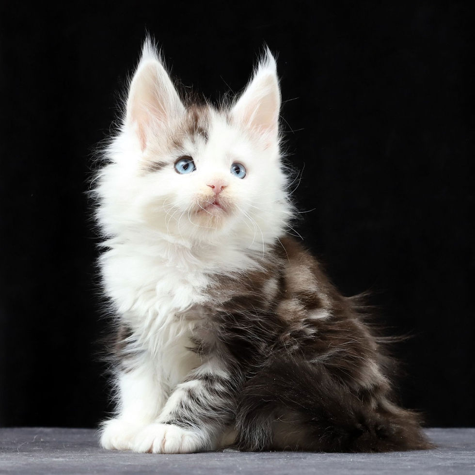 Thumbnail: 403 Onil (R) Maine Coon male kitten