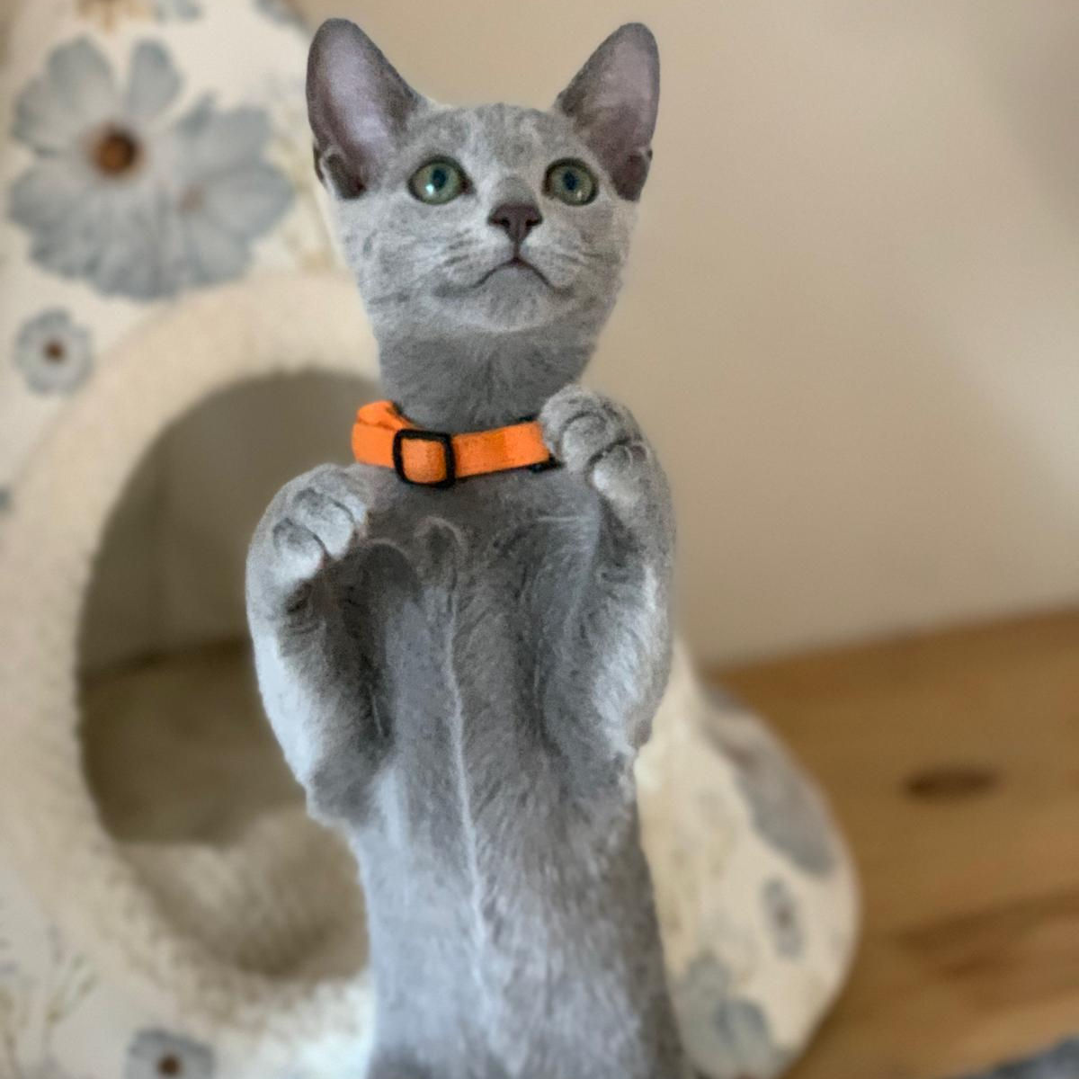 417 Vera (PL) purebred Russian blue female kitten