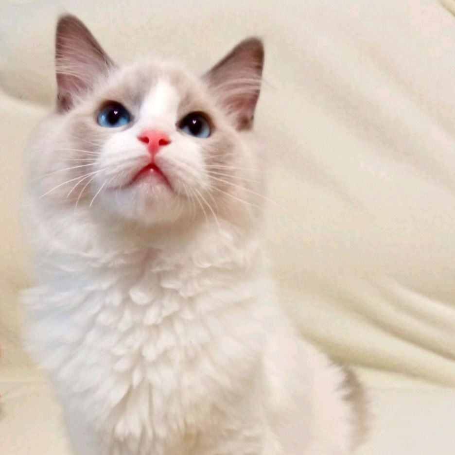 Thumbnail: 088 Apelsin (BL) Ragdoll male kitten