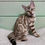Thumbnail: 084 Nola (BL) purebred Bengal female kitten