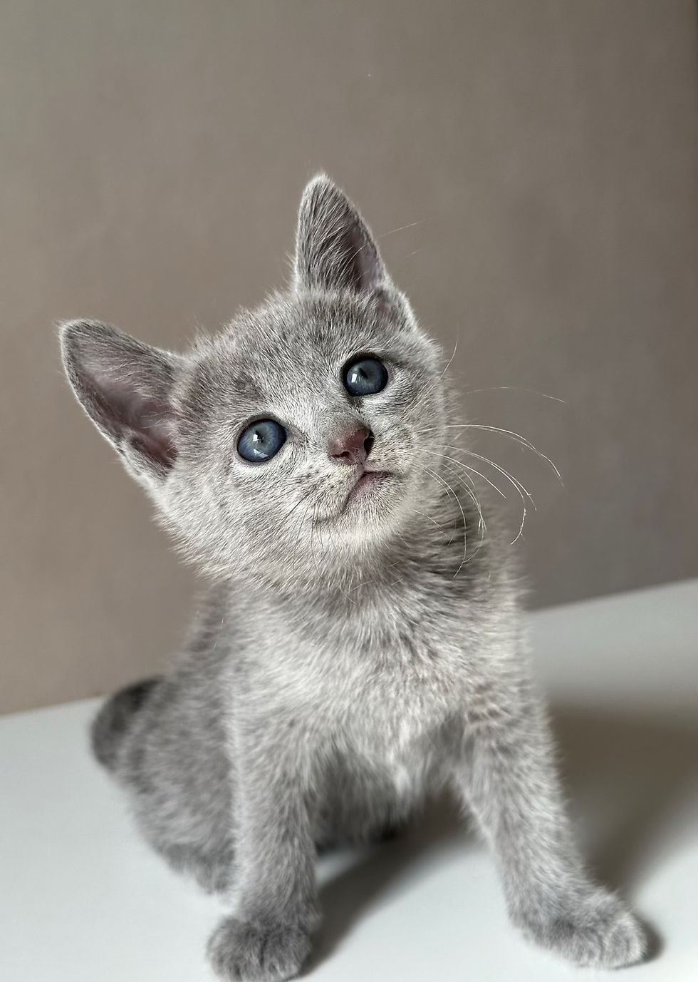 Thumbnail: 457 Quincy (ML) purebred Russian blue male kitten