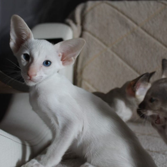 Thumbnail: 254 Tenjin (R) Siamese male kitten