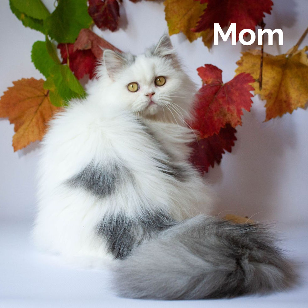 Thumbnail: 630 Naomi (U) Selkirk Rex female kitten